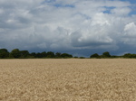 FZ030692 Wheat field.jpg